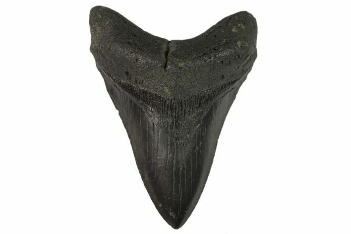 Fossil Megalodon Tooth - South Carolina #129489